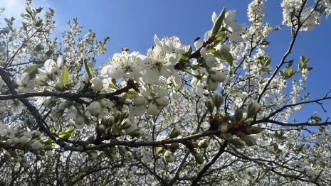 Во Владимирскую область вернется жара