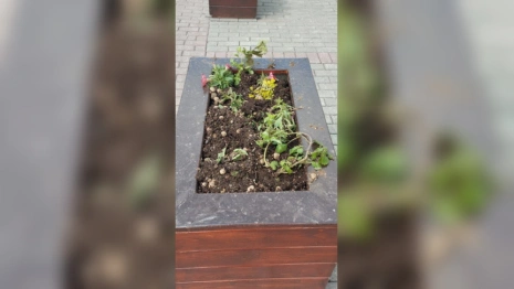 Во Владимире вандалы снова поиздевались над клумбами и скамейками