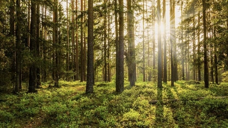 Пропавшую во Владимире 44-летнюю женщину нашли живой спустя неделю