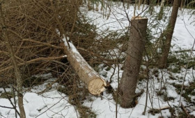 В Муроме массовая вырубка елей привела к уголовному делу