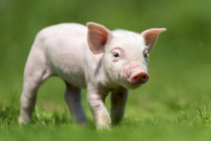 В охотхозяйстве в Гусь-Хрустальном районе обнаружили очаг чумы свиней