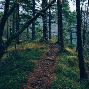 Пропавшего во Владимирской области 74-летнего дедушку нашли живым