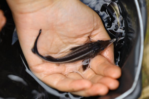 «Транснефть-Верхняя Волга» рассказала об итогах поддержки и помощи экологии за 2024 год