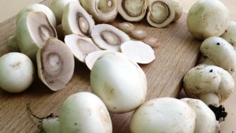 На почве из Владимирской области будут выращивать шампиньоны в Краснодарском крае