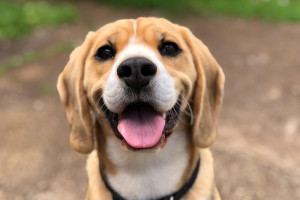 Dog-friendly по-владимирски: 5 известных заведений, куда можно прийти с собакой