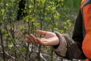 В Суздале на улице Старой высадили редкий сорт клена