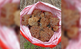 Во Владимирской области появились первые весенние грибы