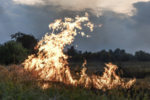 Во Владимире загорелась трава у озера Гусинка