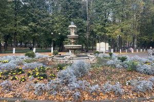 Во Владимире решили вырубить пораженные златкой деревья в Центральном парке