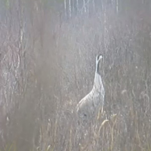 Во Владимирской области сняли краснокнижного серого журавля