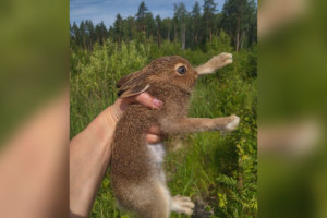 Во Владимирской области спасли зайчонка на окруженном водой острове