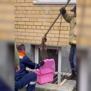 В Коврове спасатели вытащили енотовидную собаку из подвала многоэтажки