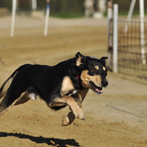 Во Владимирской области ликвидировали еще один очаг бешенства