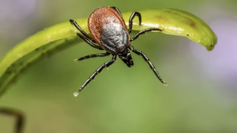 Во Владимирской области клещи укусили 117 взрослых и 22 ребенка