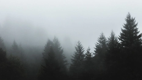 Владимирцев позвали на поиски 69-летней женщины в желтой панаме