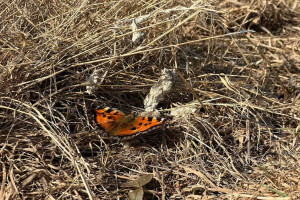 Третья седмица Великого поста: что можно и нельзя 1 апреля