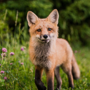 Мартын Лисогон: что можно и нельзя делать 27 апреля