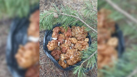 Во Владимирской области начался грибной сезон