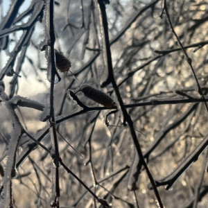 Прогноз погоды во Владимире и области на 11 марта