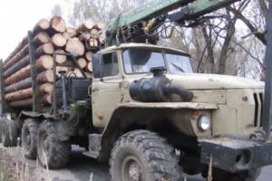 В Муроме двое безработных вырубили лес на 500 тыс. рублей