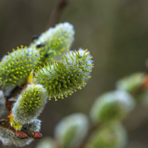 Жителям Владимирской области пообещали мартовские температуры на рабочей неделе