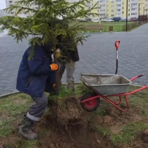 Во Владимире ель на Всесвятской пересадили для установки новогоднего дерева