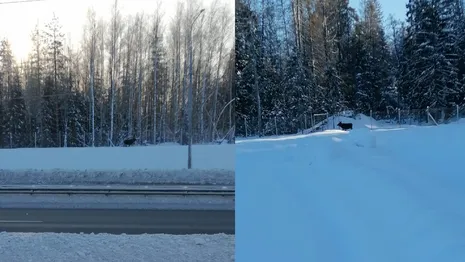 Во Владимирской области увидели двух лосей на платнике М-12
