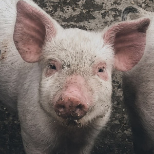 В Коврове нашли третий очаг африканской чумы свиней