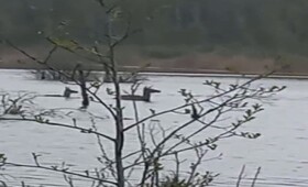 В Петушинском районе переплывающие разлив олени попали на видео