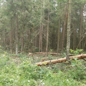 В Киржаче вырубка леса на 1,9 млн рублей обернулась уголовным делом