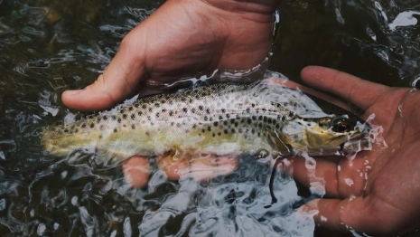 Под Муромом из-за сброшенного в реку навоза массово погибла рыба