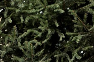 Владимирцам напомнили о штрафах за вырубку елок в преддверии новогодних праздников