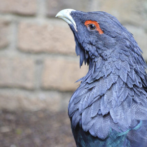 Во Владимирской области в охотугодье услышали глухаря