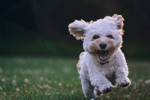В Кольчугино женщина выкинула собаку с 5 этажа на глазах у ребенка