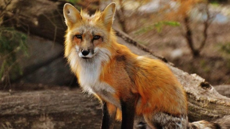 Три района Владимирской области оказались неблагополучными по бешенству