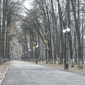 Мэрия Владимира отменила торги по вырубке 250 деревьев в Центральном парке