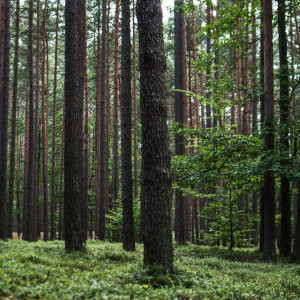 Во Владимирской области прекратили поиски двоих подростков из Казани