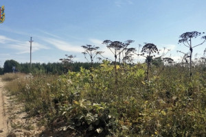 В Суздальском районе чиновников наказали за зарастание земель борщевиком
