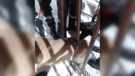 Во Владимире спасатели вызволили застрявшую в калитке забора собаку