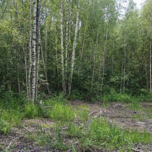 Вырубка деревьев на 130 тыс. рублей в Суздале обернулась уголовным делом