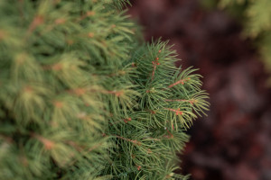 В Кольчугинском районе высадили 20 тыс. саженцев ели