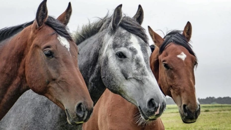 Во Владимирской области отремонтируют здание конного завода