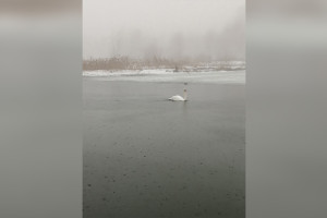 На реке во Владимирской области заметили одинокого лебедя