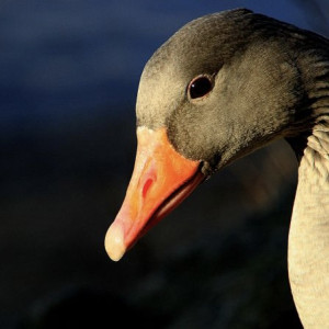 Во Владимирской области запретили отстреливать птиц