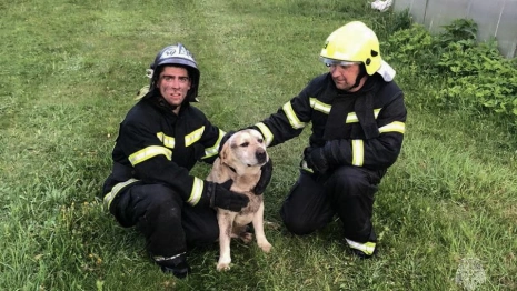 В Киржачском районе пожарные спасли собаку из горящей будки