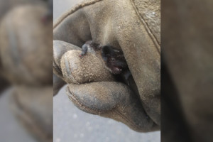 Жительницы Владимира поймали летучую мышь с помощью таза