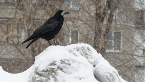 Во Владимирской области преждевременно прилетели грачи