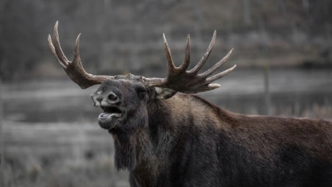 Во Владимирской области бешенством заболели 77 животных
