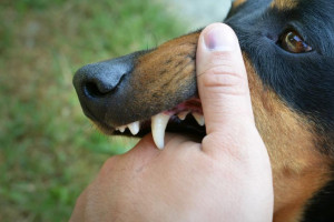 В Киржаче у хозяйки покусавшей ребенка собаки отсудили 100 тыс. рублей