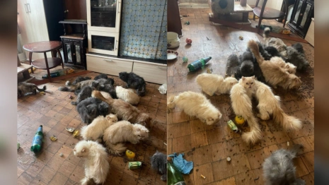 Во Владимире 25 кошек оказались без еды и взаперти после смерти хозяйки